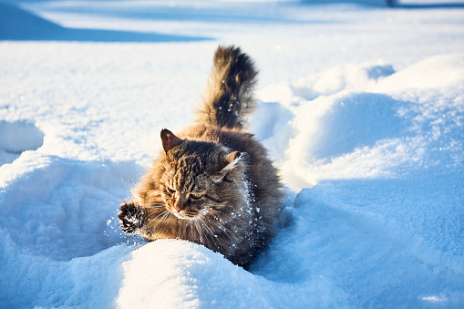 Fluffy siberian cat play in deep snow