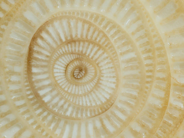 istock Abstract curve and surface texture of banana tree section 903665876
