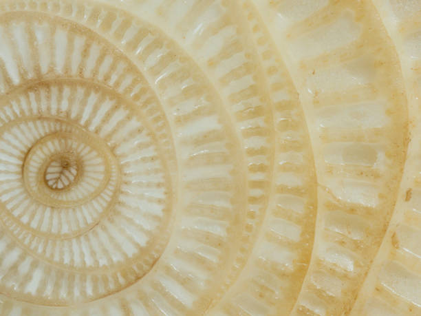 istock Abstract curve and surface texture of banana tree section 903666108
