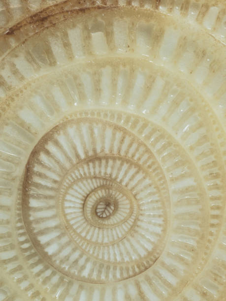 istock Abstract curve and surface texture of banana tree section 903666378