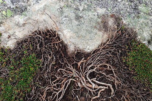 The bushes roots intertwined and created the tree image on a rock background