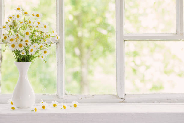 chamomile in vase on windowsill stock photo
