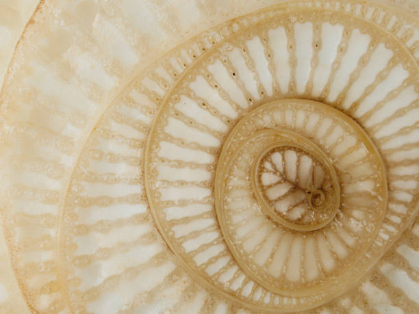 istock Abstract curve and surface texture of banana tree section 903666798