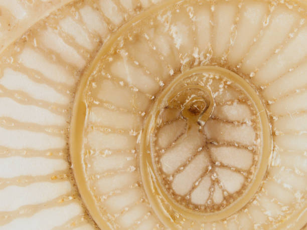 istock Abstract curve and surface texture of banana tree section 903669352