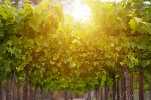 istock Summer or spring season with vine leaves in the vineyard 903669514