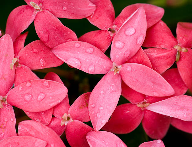 istock Pink Flowers after a rain. 90366971