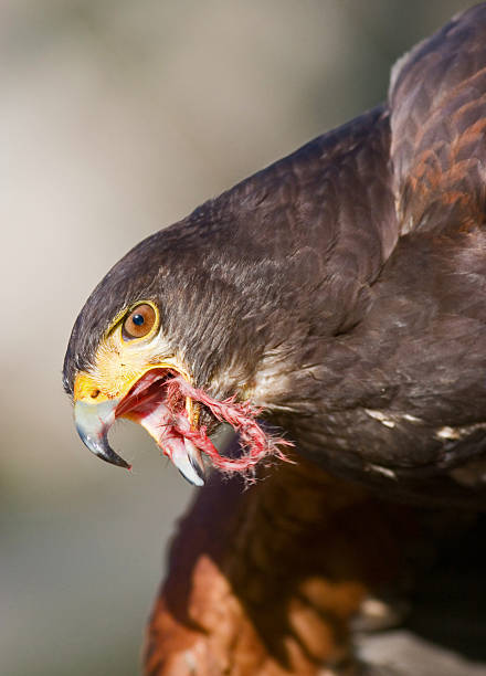 Hawk Ptak drapieżny – zdjęcie