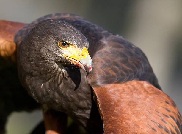 Hawk Ptak drapieżny – zdjęcie