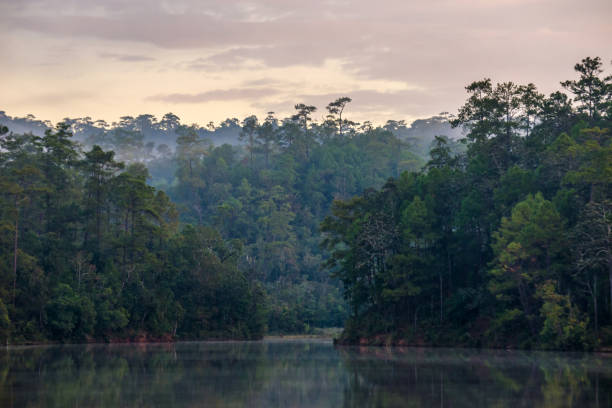 istock Pine forest and water lake with fog and sunlight 903670676