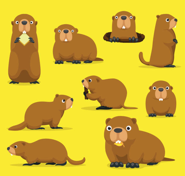 ilustraciones, imágenes clip art, dibujos animados e iconos de stock de marmota marmota mandril groundpig whistlepig cute dibujos animados vector ilustración - groundhog day