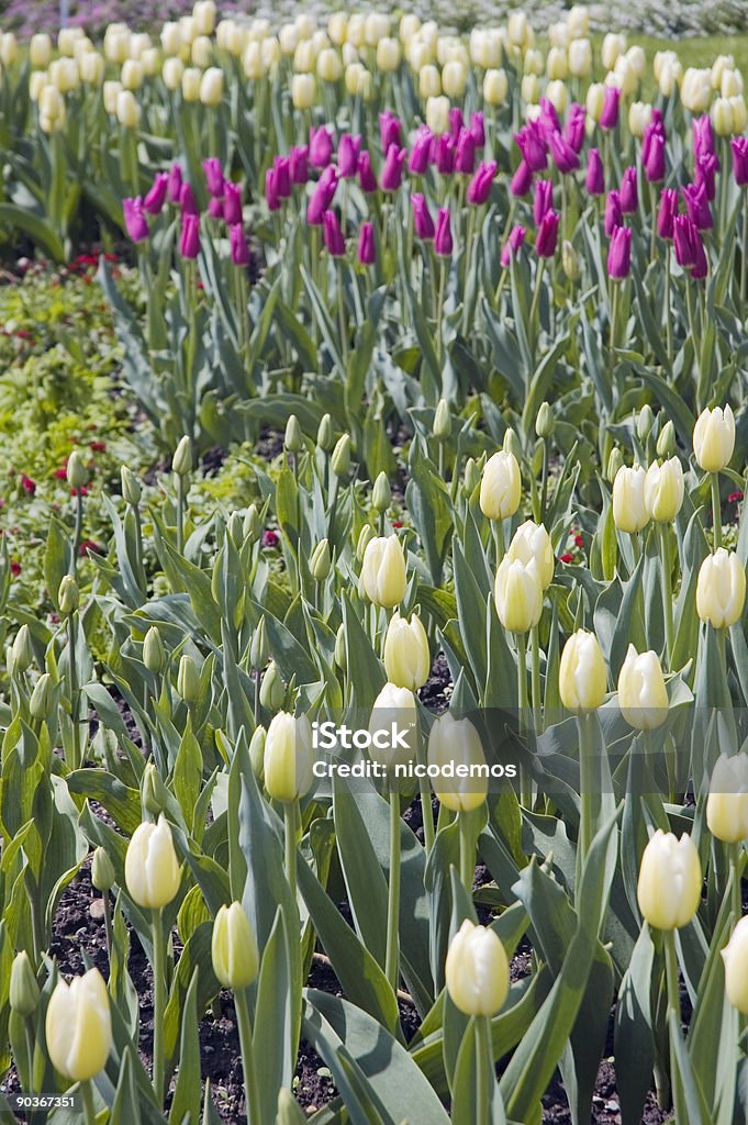 Tulips - Foto de stock de Branco royalty-free