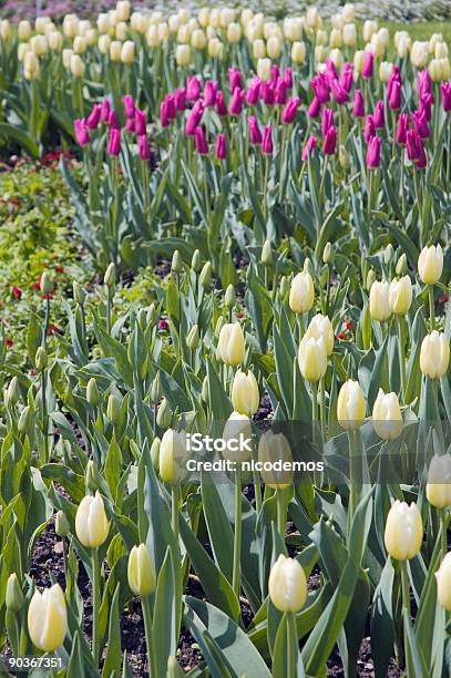 Foto de Tulips e mais fotos de stock de Branco - Branco, Campo, Canteiro de Flores