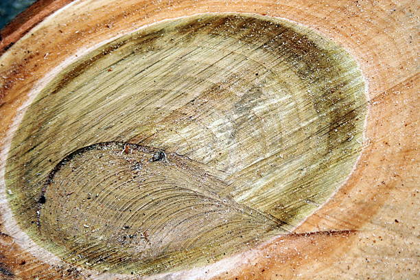 Cтоковое фото Кольца на sawed дерево