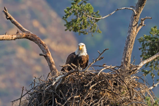 istock Bird bald eagle feeding at Los Angeles nest 903675334