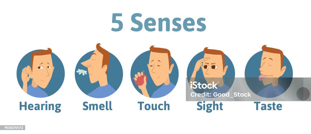 Set of five human senses icon: hearing, smell, touch, vision, taste. Icons with funny man character in circles. Vector illustration for kids, isolated on white. Set of five human senses icon: hearing, smell, touch, vision, taste. Icons with funny man character in circles. Vector illustration for kids, isolated on white background. Scented stock vector