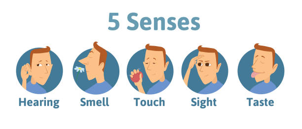 Set of five human senses icon: hearing, smell, touch, vision, taste. Icons with funny man character in circles. Vector illustration for kids, isolated on white. Set of five human senses icon: hearing, smell, touch, vision, taste. Icons with funny man character in circles. Vector illustration for kids, isolated on white background. sensory impulse stock illustrations