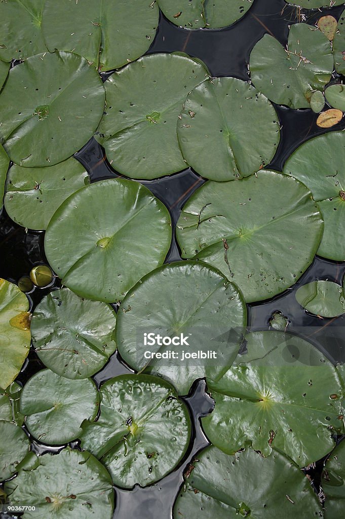 lilies de agua - Foto de stock de Agua libre de derechos