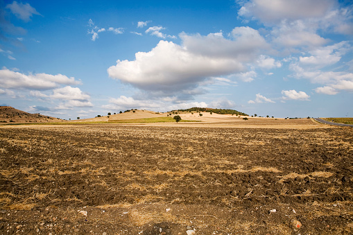 summer landscape