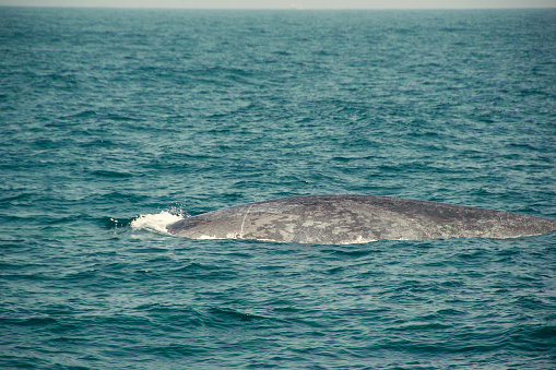 Huge Wild blue whale swimming in indian ocean. Wildlife nature background. Space for text. Adventure travel, tourism industry. Mirissa, Sri Lanka. Protection concept. Explore world. Tourist attraction