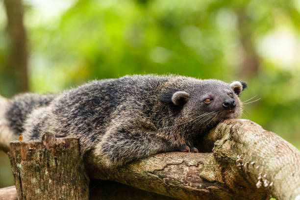 istock Lazy binturong or philipino bearcat relaxing on the tree, Palawan, Philippines 903678944