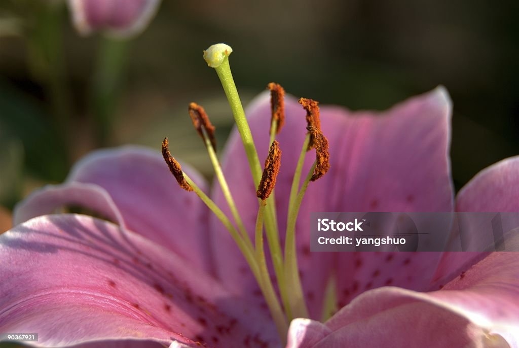 Rosa Lilie - Lizenzfrei Blume Stock-Foto