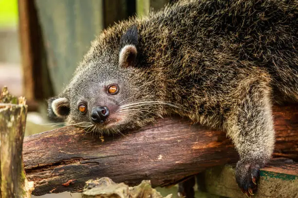 Lazy binturong or Philippine bearcat relaxing on the tree, Palawan, Philippines