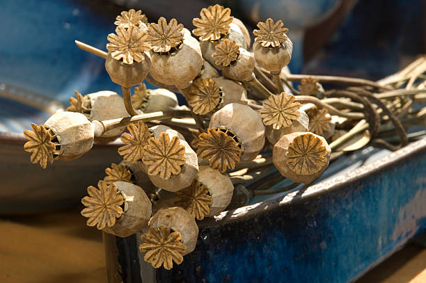 cabezales de amapola seca - poppy capsule fotografías e imágenes de stock