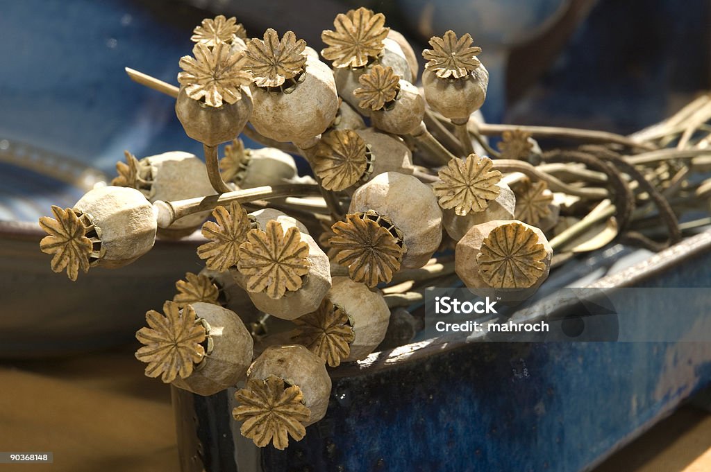 Dried poppy heads  Seed Stock Photo