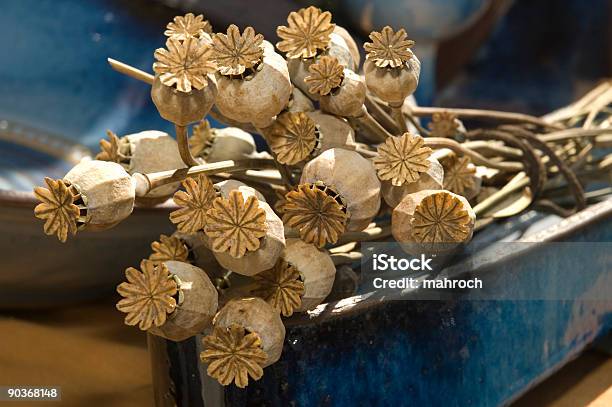 Dried Poppy Heads Stock Photo - Download Image Now - Seed, Capsule - Medicine, Poppy - Plant
