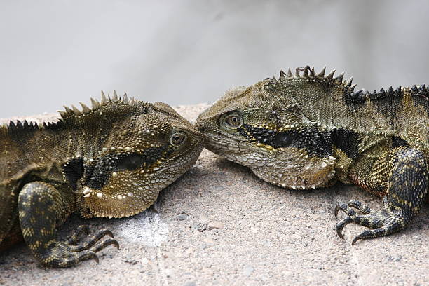 Kissing lizards stock photo