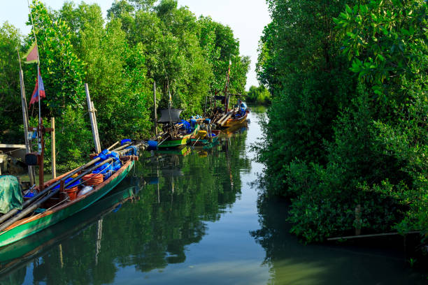 istock Fishing Boat Anchored among Mangrove Forest 903682812