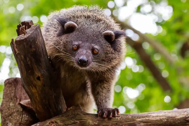 Photo of Binturong or philipino bearcat looking curiously from the tree, Palawan, Philippines