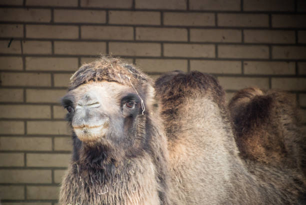 camel front face photography leave space for input text copy