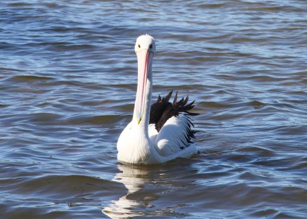 istock Australian Pelican on water 903683438