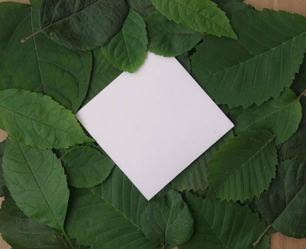 istock Background of green leaves with a paper 903686000