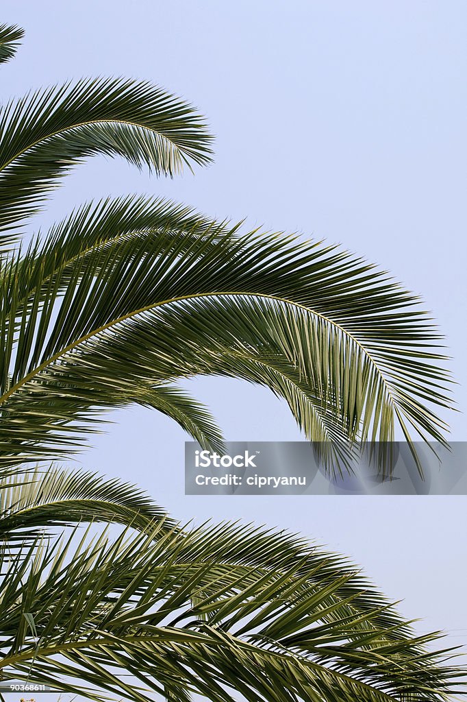 Verde leafs - Foto stock royalty-free di Aiuola