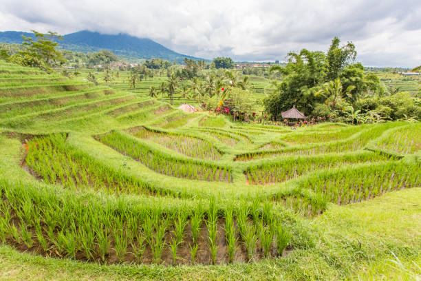istock Jatiluwih rice terrace 903686144