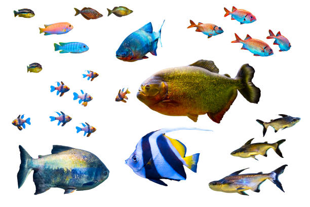 Fish collection isolated on white olored fish collection isolated on white background angelfish photos stock pictures, royalty-free photos & images