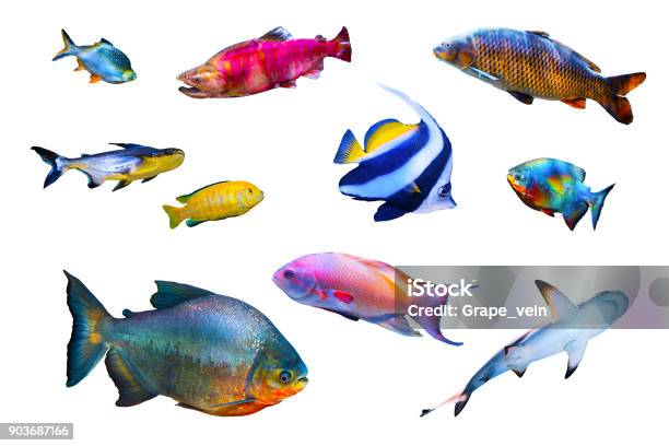 Photo libre de droit de Collection De Poissons Isolée Sur Blanc banque d'images et plus d'images libres de droit de Poisson - Poisson, Objet ou sujet détouré, Multicolore