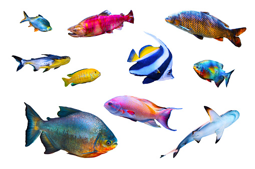 olored fish collection isolated on white background