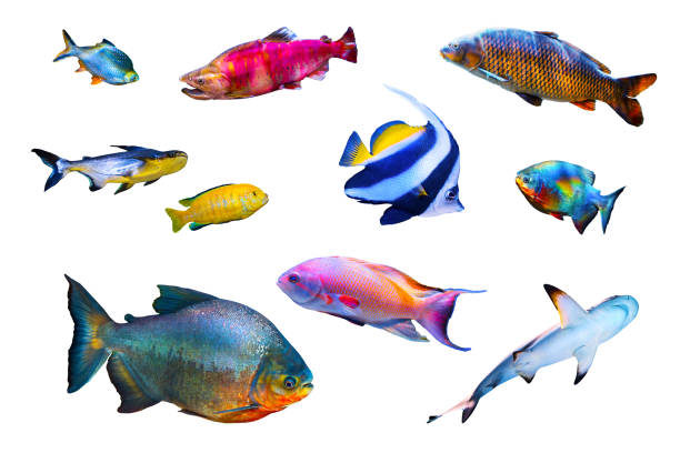 Fish collection isolated on white olored fish collection isolated on white background acanthuridae photos stock pictures, royalty-free photos & images