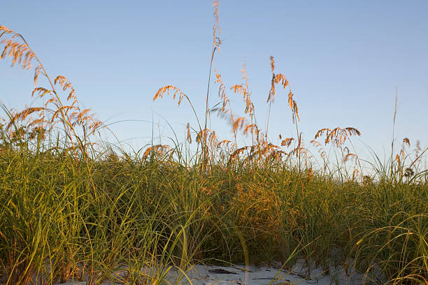 grasbewachsenen dünen - sand sea oat grass beach sand dune stock-fotos und bilder