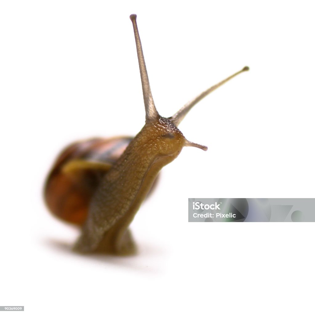 Garden  snail  Animal Stock Photo