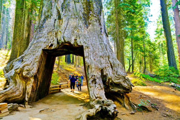 vista del árbol muerto túnel en tuolumne grove, parque nacional de yosemite - rainforest redwood sequoia footpath fotografías e imágenes de stock