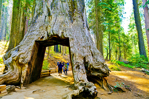 Yosemite National Park, USA- October 10, 2017 : View of the dead tunnel tree in Tuolumne Grove, Yosemite National Park on October 10, 2017.