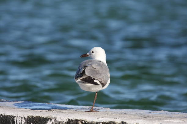 istock Close-Up Of Seagull Perching On Shore Against Sea 903690716
