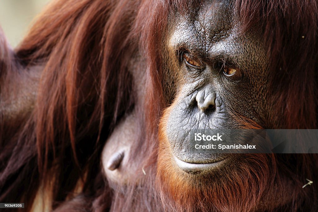 Orangotango - Foto de stock de Animais em Extinção royalty-free
