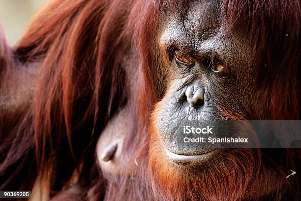 Foto de Orangotango e mais fotos de stock de Animais em Extinção - Animais em Extinção, Animal, Cabeça de animal