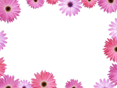 Green paper background with copy space and violet chrysanthemum flowers.