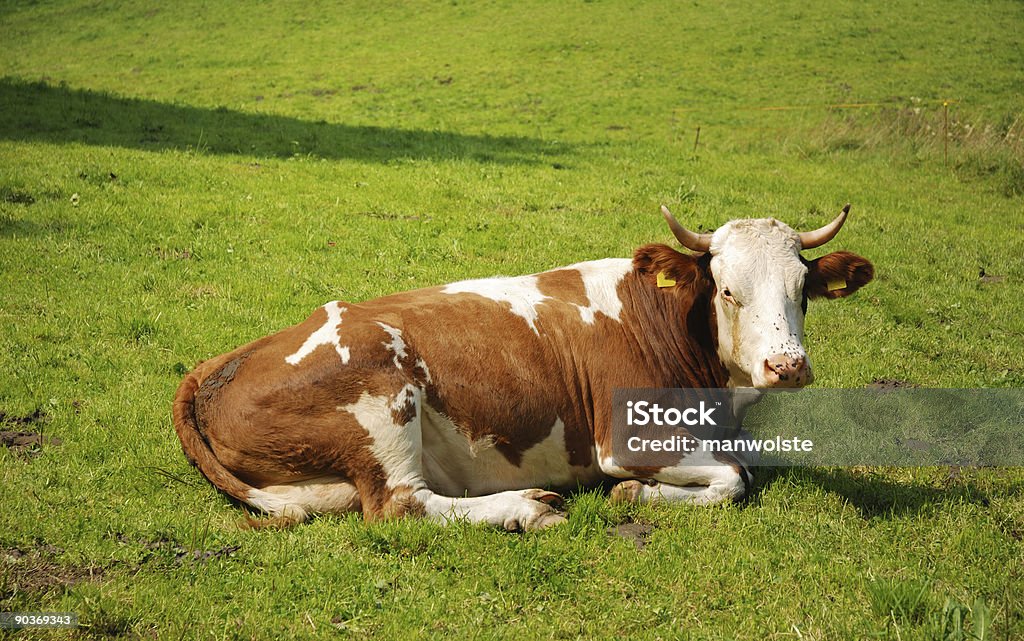 Kuh auf der Wiese liegen - Lizenzfrei Agrarbetrieb Stock-Foto